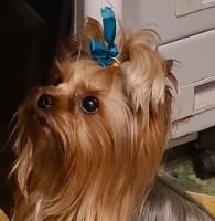 Étalon Yorkshire Terrier - Joy of my life du galop du globe