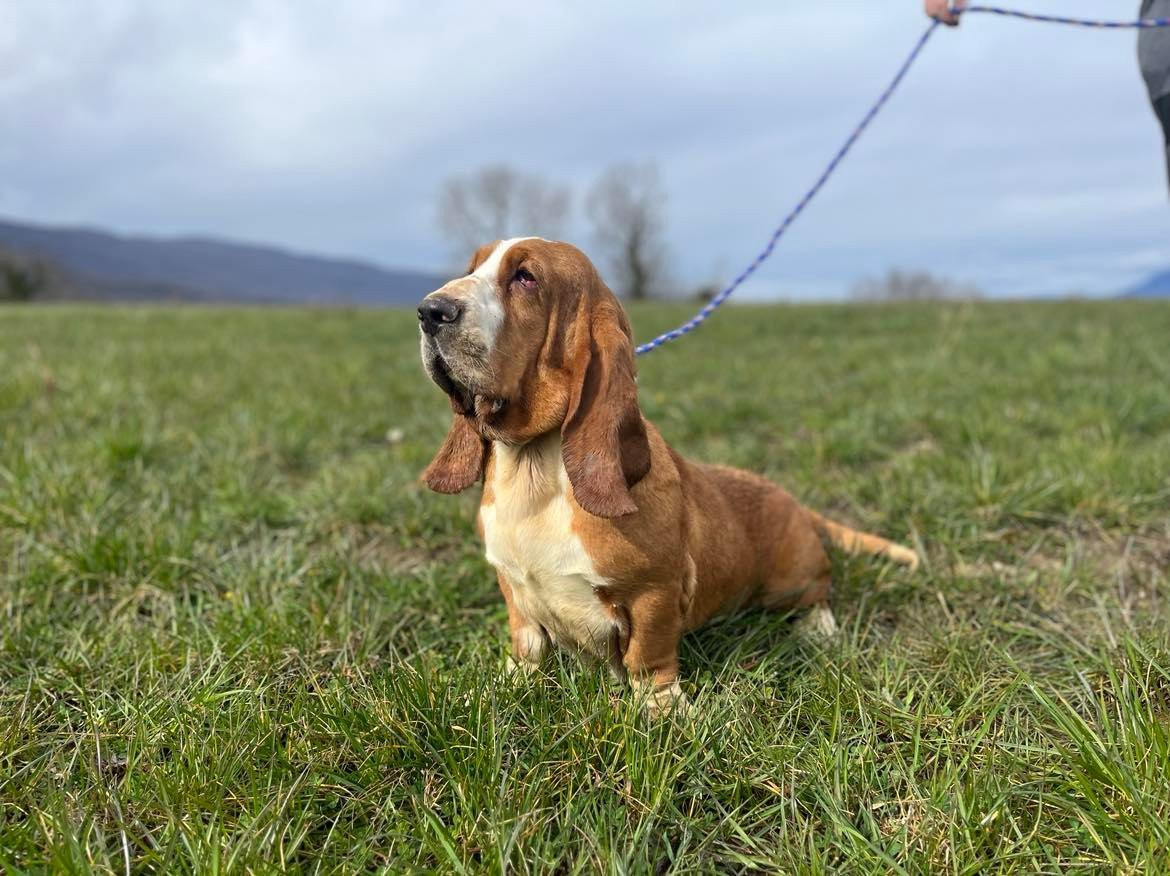 Publication : Du Pont Pyrimont 