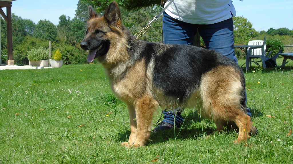 Publication : du Loup au Grand Coeur Auteur : MICHELE MASSINOT