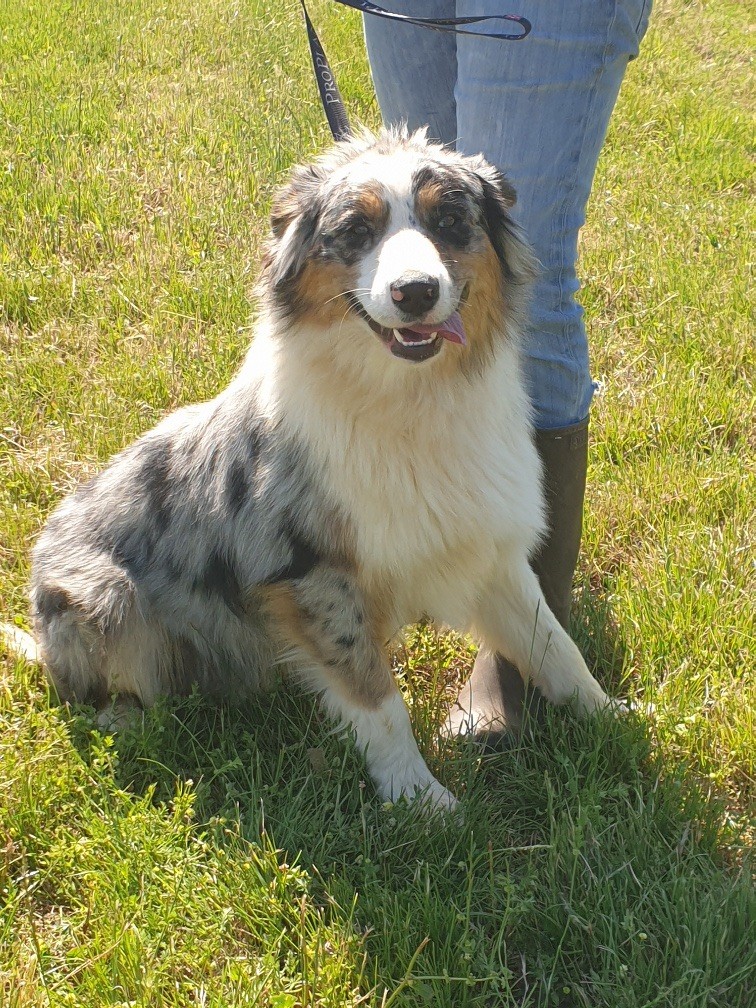 Publication : du bois de Mirapied Auteur : aillaud lydia