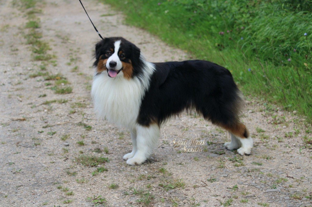 Publication : Sweet Heart Secret's 