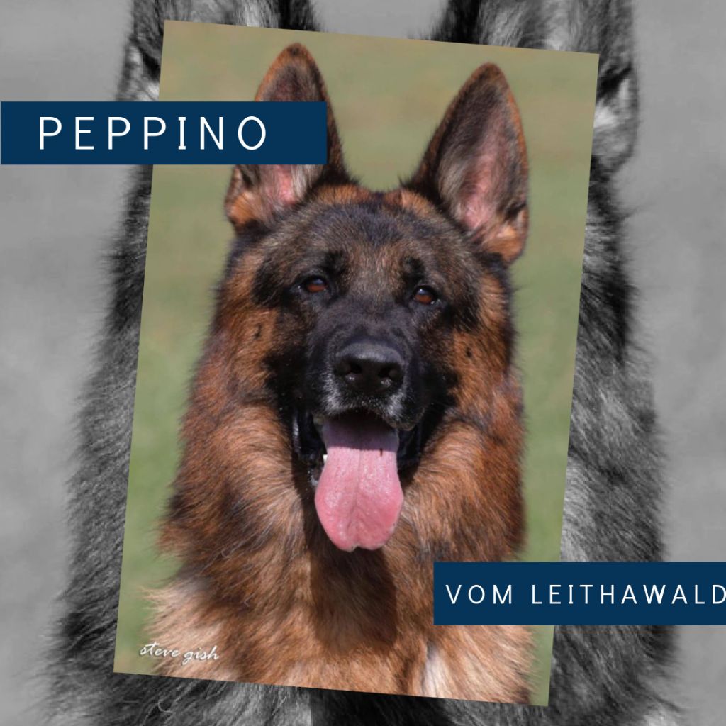 CH. Peppino vom leithawald