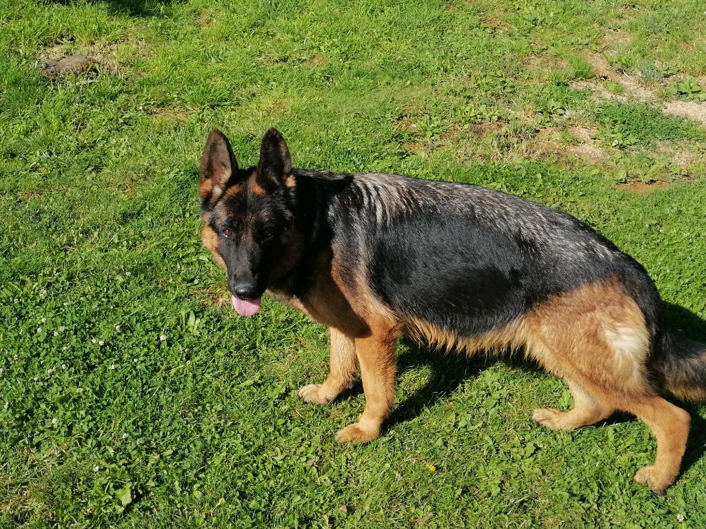 Publication : du Sol Invictus Auteur : Libert Aurelien