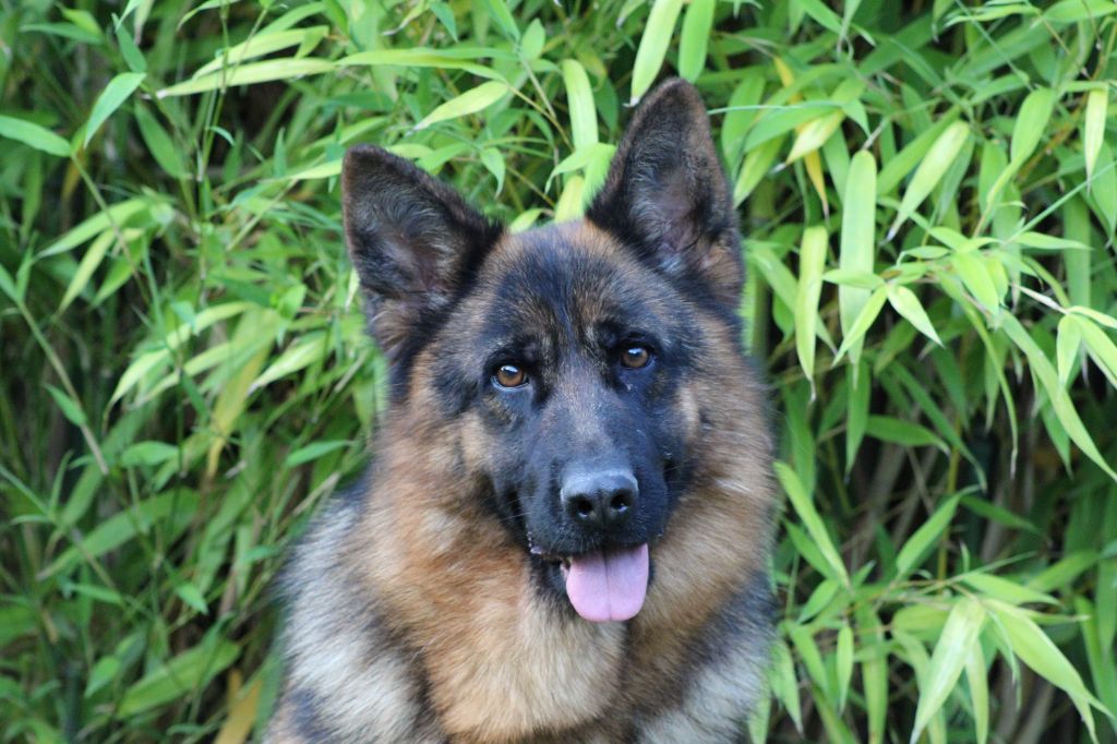 Publication : des Légendaires Nahauri 