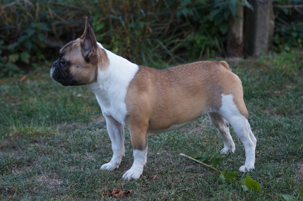 Publication : Du Jardin Des Guess 