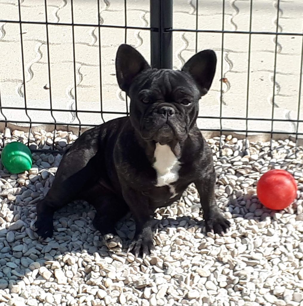 Publication : Legend Of Dreams