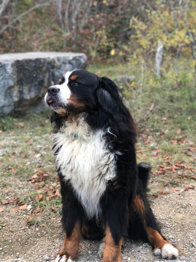 Publication : De La Vallée De Daïna Auteur : Chene Lionel