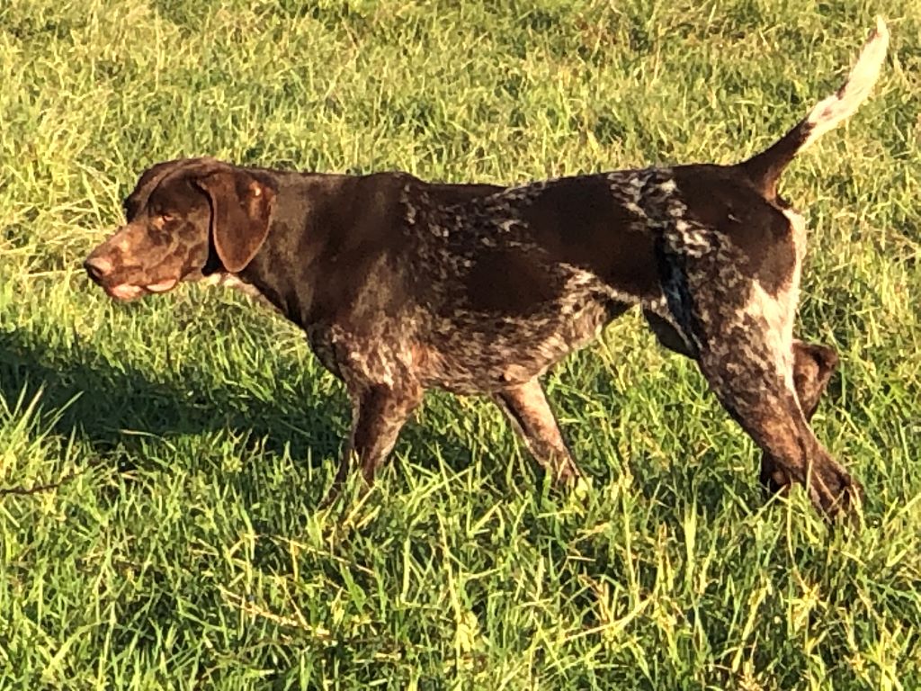 Publication : Du Pavillon D’Aliguieres 