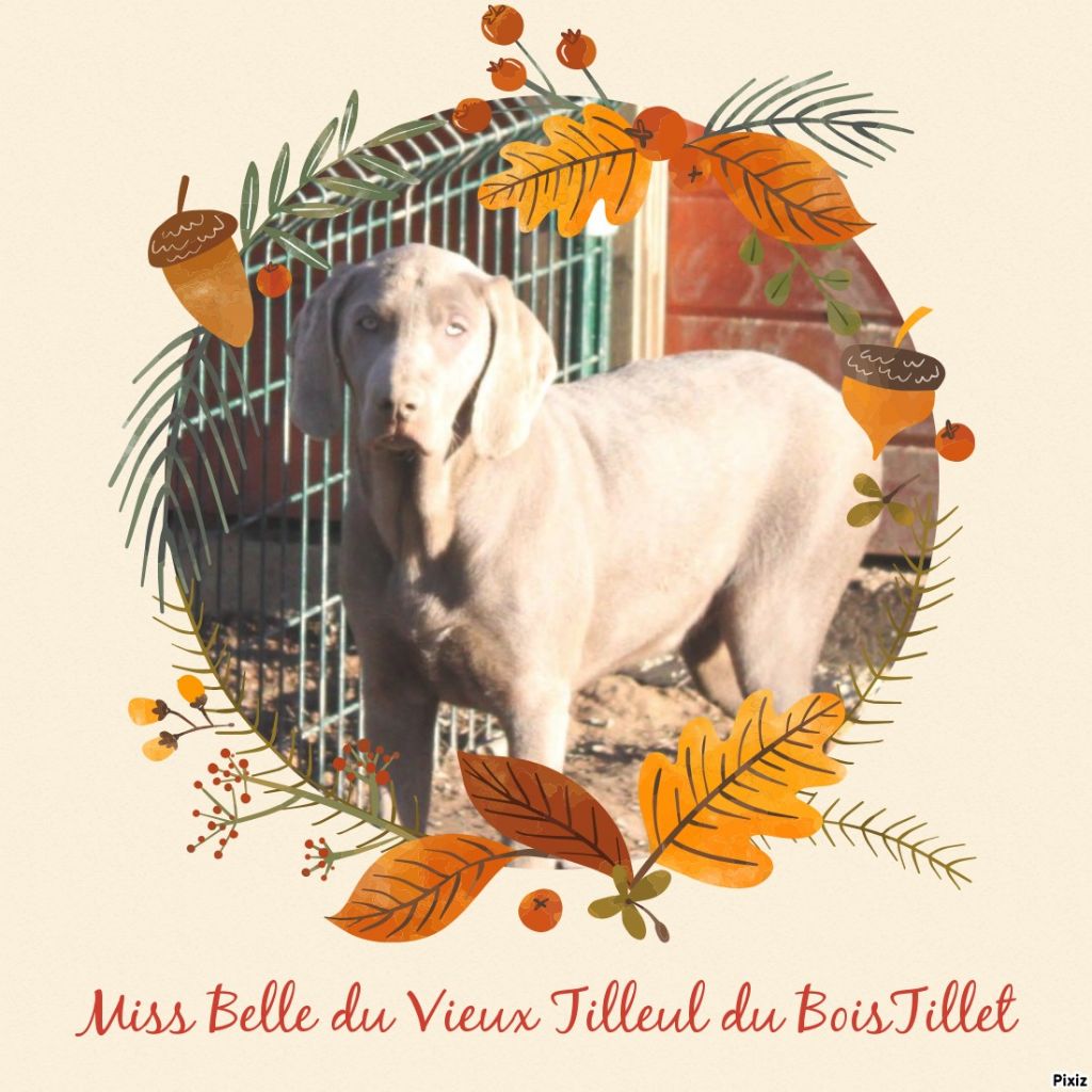 Miss belle du vieux tilleul de Boistillet