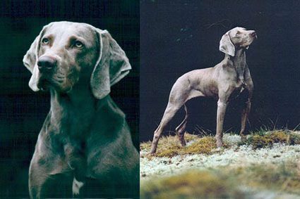 TR. CH. Libalele (Sans Affixe)