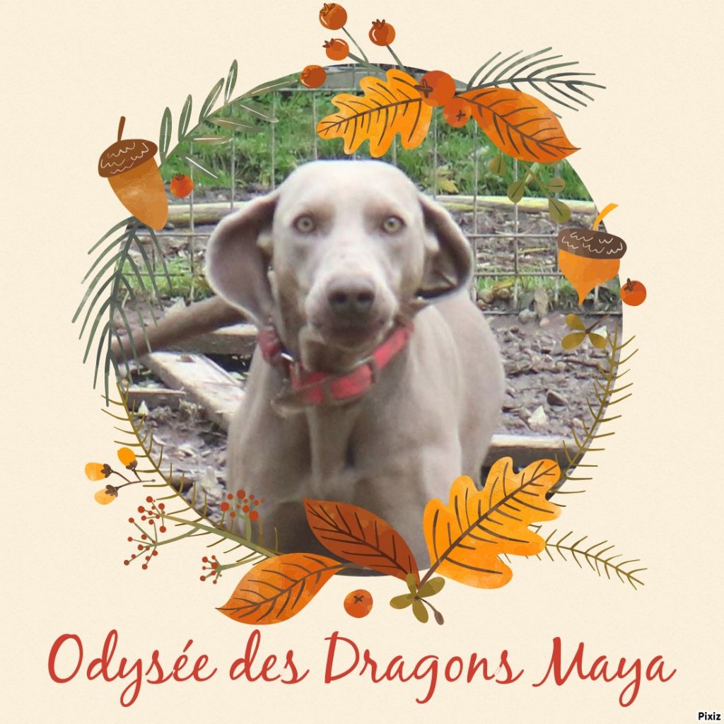 Publication : Des Dragons Maya