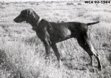 TR. CH. Outdoors Boots