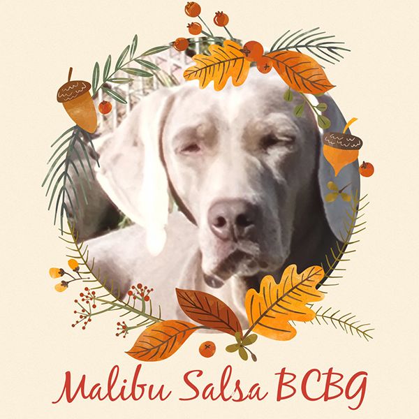 Malibu salsa Bcbg Belle Carrure Belle Gueule