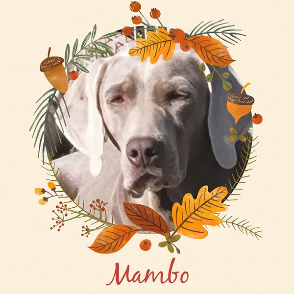 Mambo (Sans Affixe)