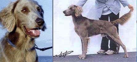 TR. CH. Weilander wind master