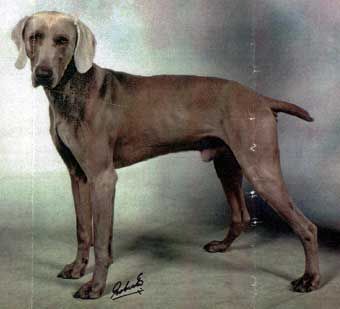 TR. CH. Hermes de beauvois