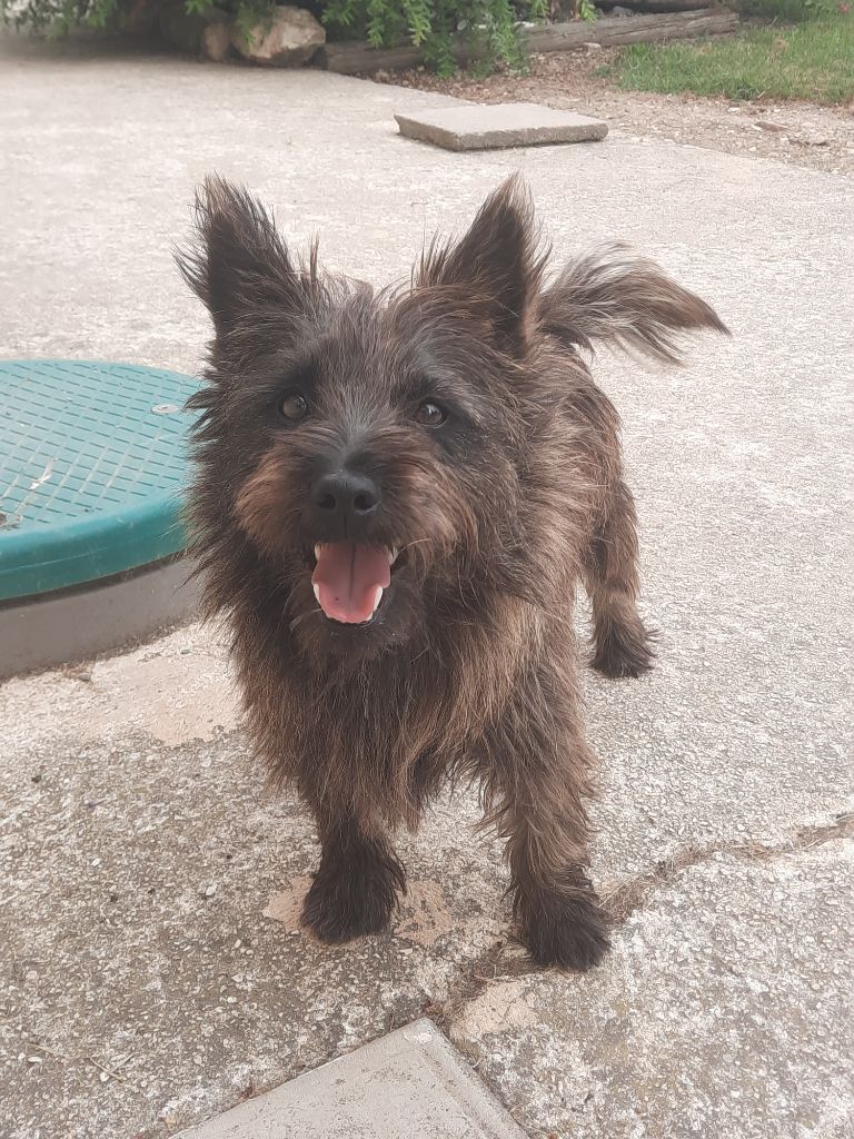 Publication : Des Molosses De Timoulys 