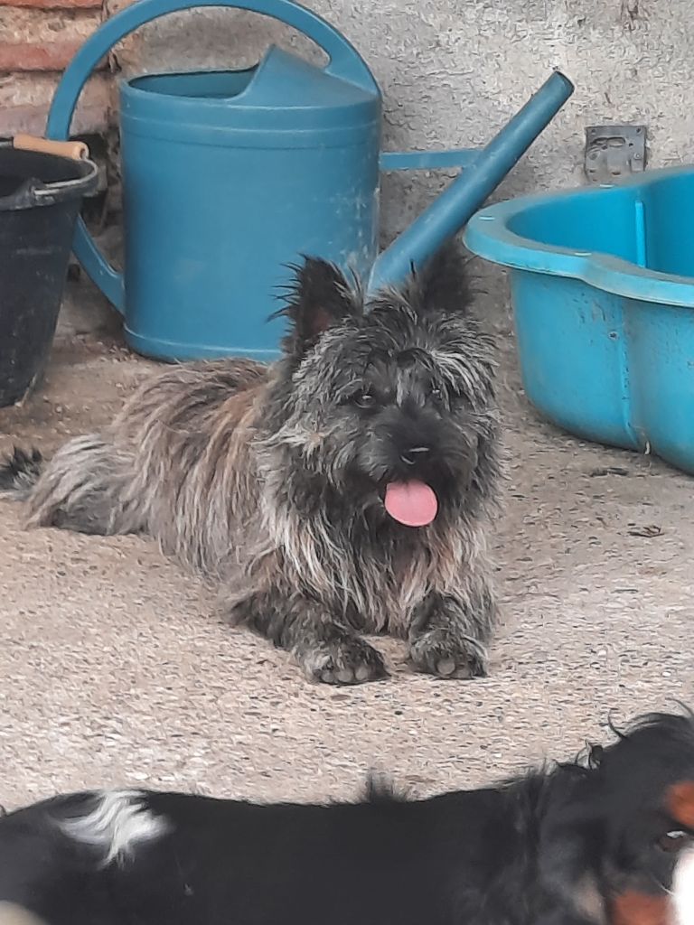 Publication : Des Molosses De Timoulys 