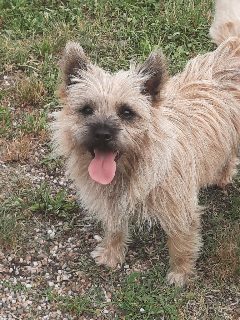 Publication : Des Molosses De Timoulys