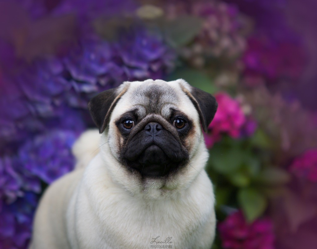 Publication : Du Domaine De Paladine 