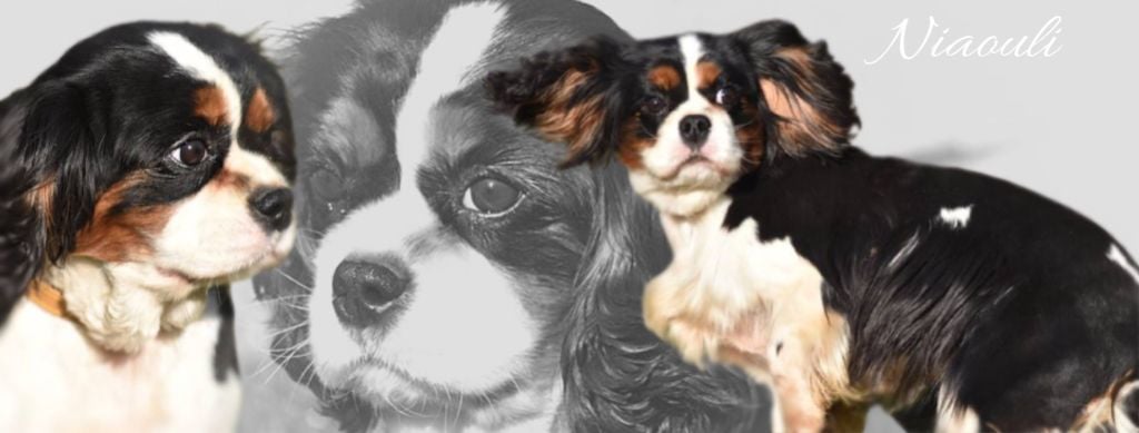 Publication : Des Griffes de Feu 