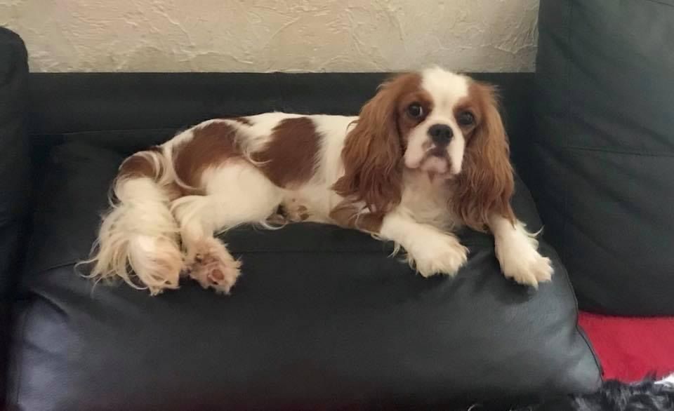 Publication : Du Mont Des Crocs Blancs 