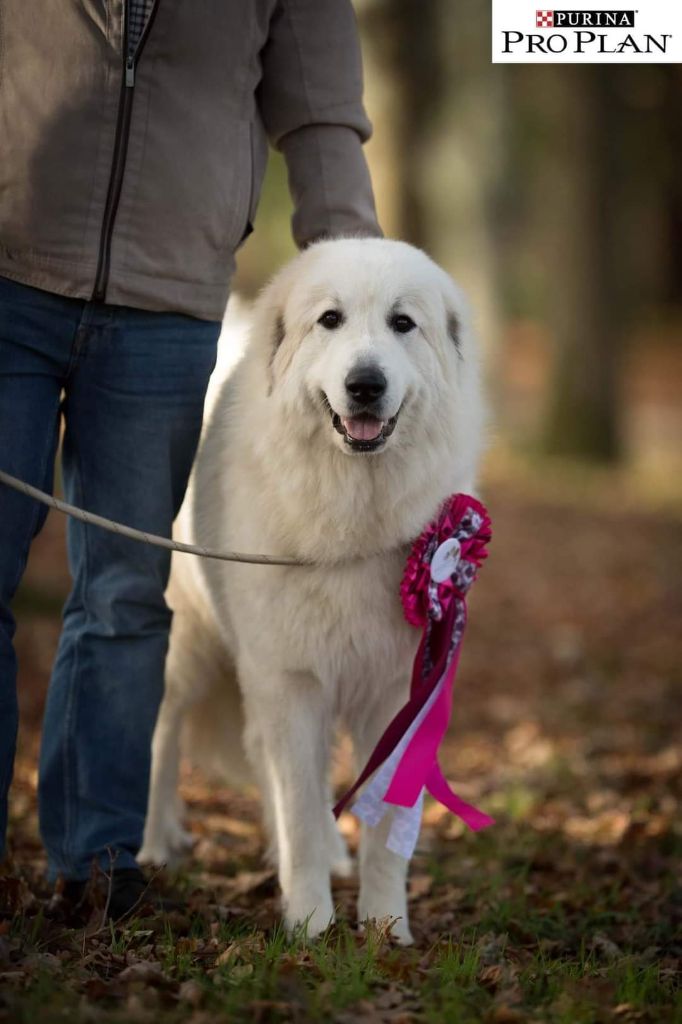 Publication : de la Vallée des Chtis Patou