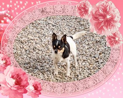 Publication : Des Dragons Maya 