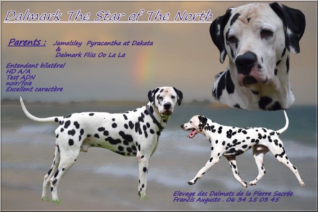 dalmark The star of the north