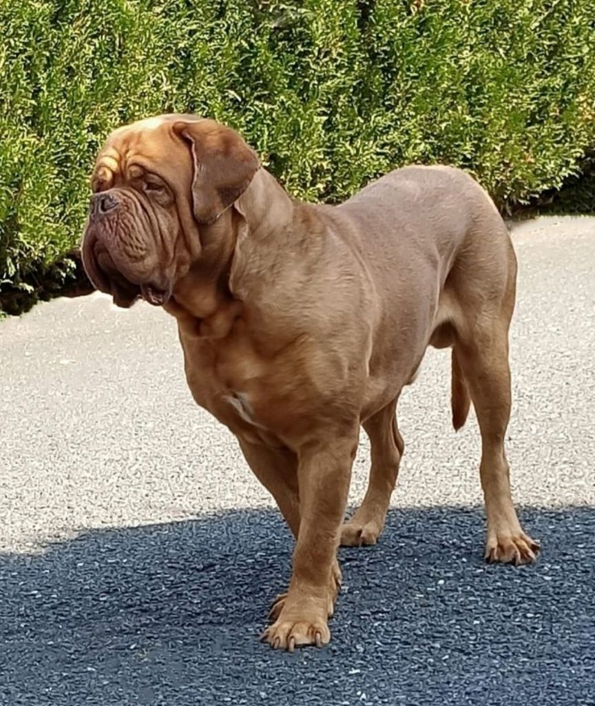  Auteur : Francoise Stuppy