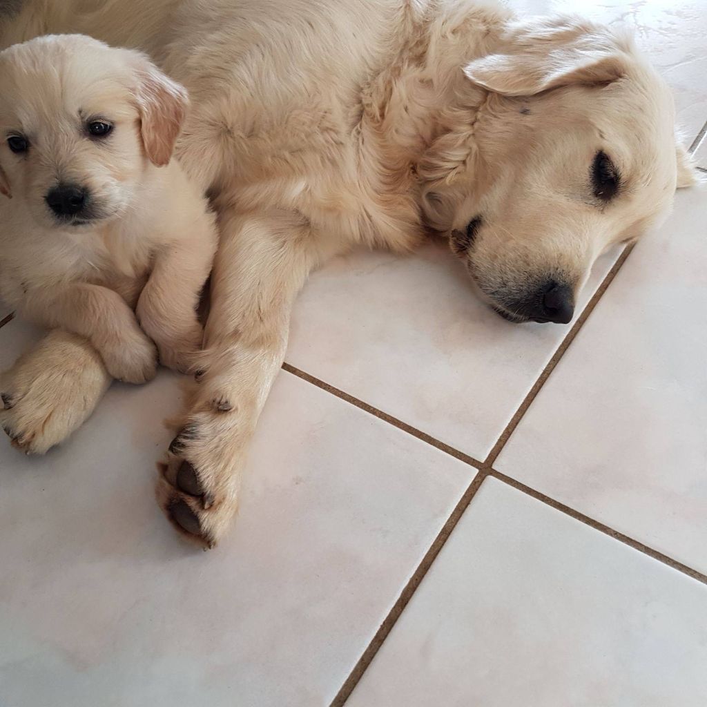  Auteur : Les Elfes de Rivendell