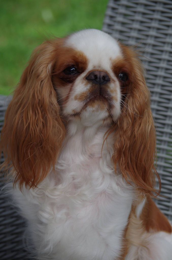 Publication : des dames de la forêt barrade 