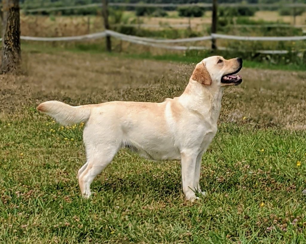 Publication : du pré de l'égvonne Auteur : ELEVAGE DU PRE DE L'EGVONNE
