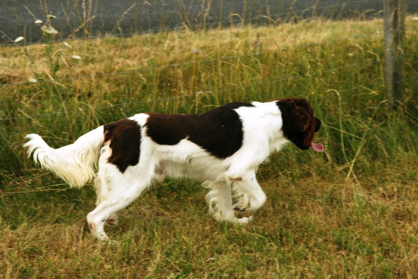 Publication : des Champs Messons Auteur : Denis TOURNOIS