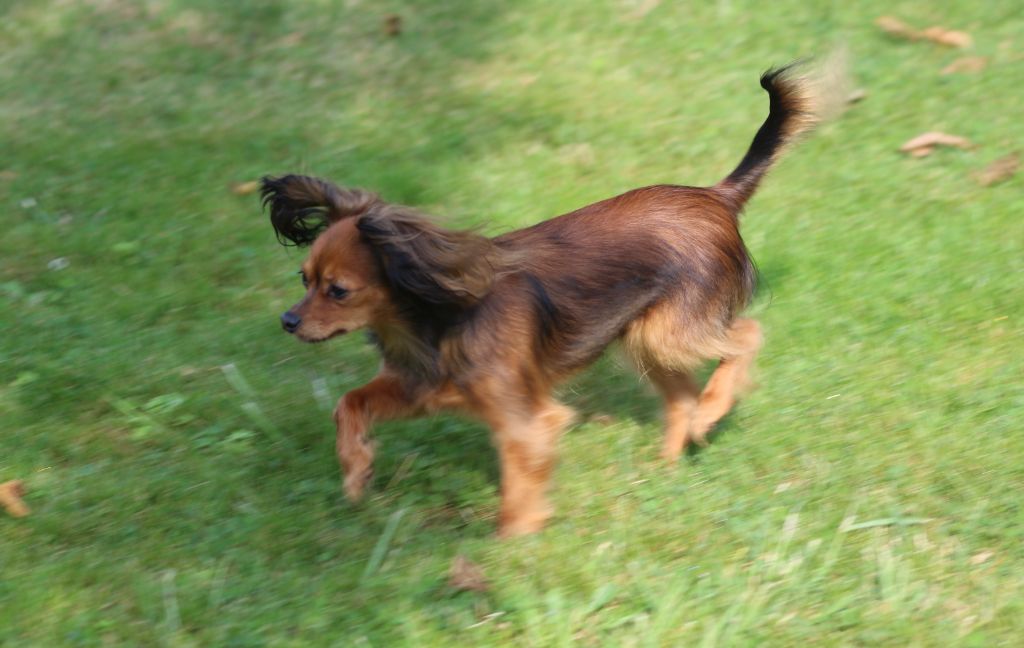 Publication : Du Domaine De Hunaudaye 