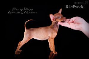 Publication : Des Toys De Janas Auteur : INGRUS