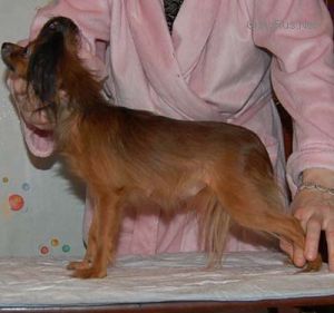 beauty toy Voshodyaschaya zvezda