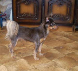 moya radost Zimushka