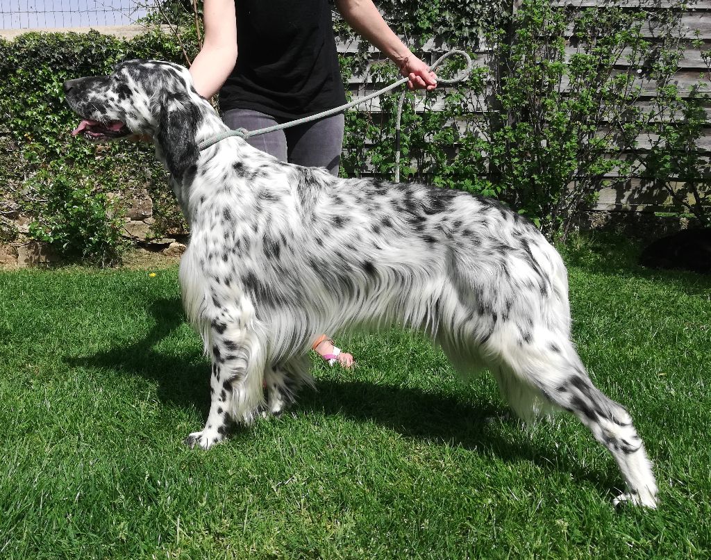 Pavlo du champ Bocquillon