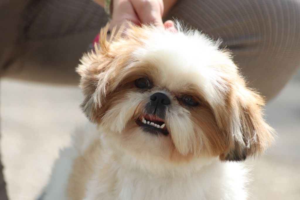 Publication : De La Baronnerie Des Cuillerdier Auteur : Frederic Cuillerdier