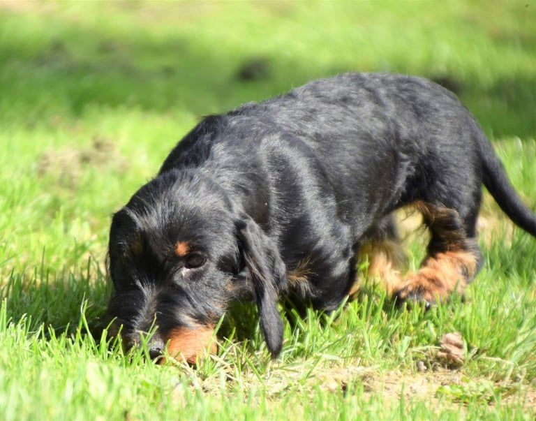 Publication : De La Dernière Harde De Sologne Auteur : L.Andrey