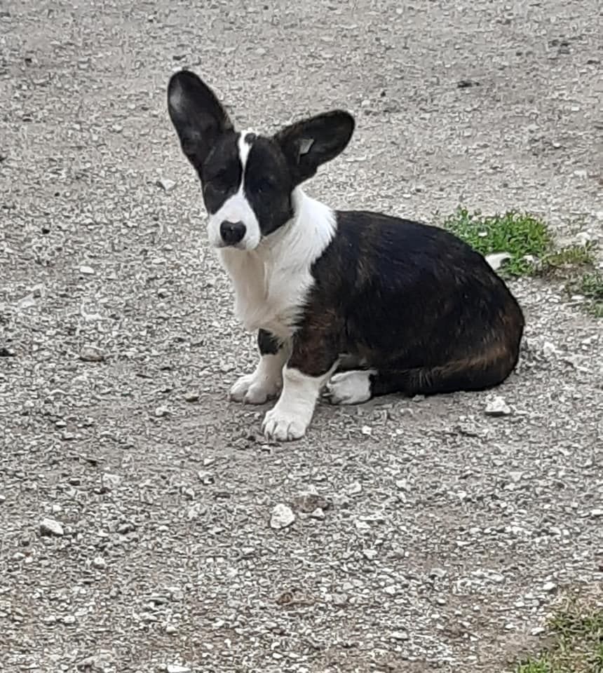 Publication : Des Terres De Breiga 