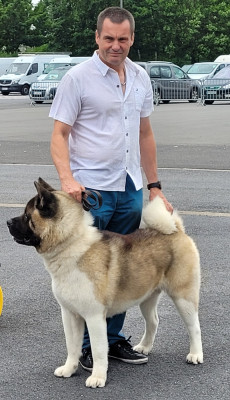 Étalon Akita americain - Too musch The jade pearls