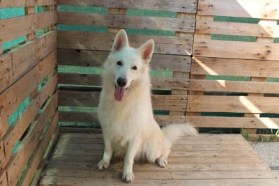 Étalon Berger Blanc Suisse - Rocky du plateau ardennais