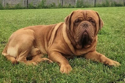 Étalon Dogue de Bordeaux - Rasta Du Ragnarok Dogues