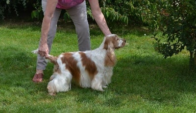 Étalon Cocker Spaniel Anglais - Milord secret charm du charme aux loups