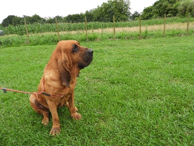 Étalon Chien de Saint-Hubert - Mon chien vascia tiberio