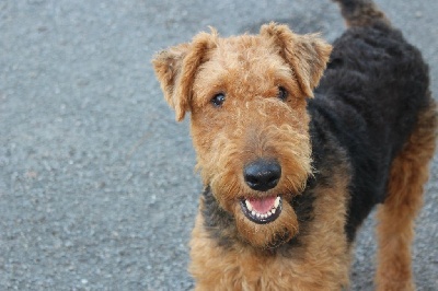 Étalon Airedale Terrier - Nina du Domaine de Souvigny