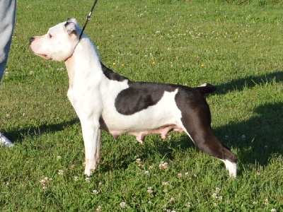 Étalon American Staffordshire Terrier - Nikita of Woodcastle's Dogs