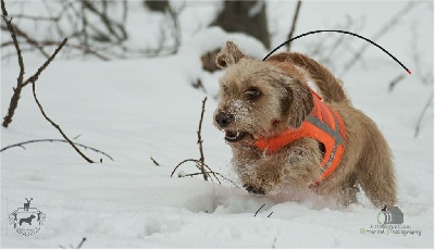 Étalon Basset fauve de Bretagne - CH. Aminata Von Der Kalksburgerhöh